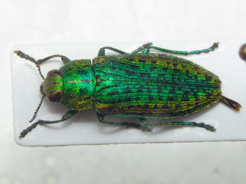 Lamprodila mirifica mirifica (Mulsant, 1855)